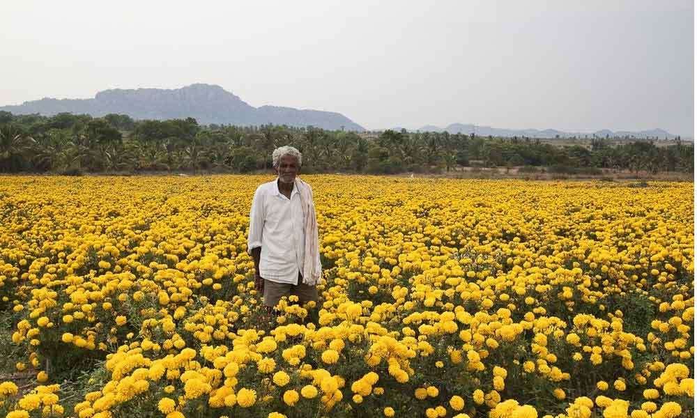 Floriculture farming