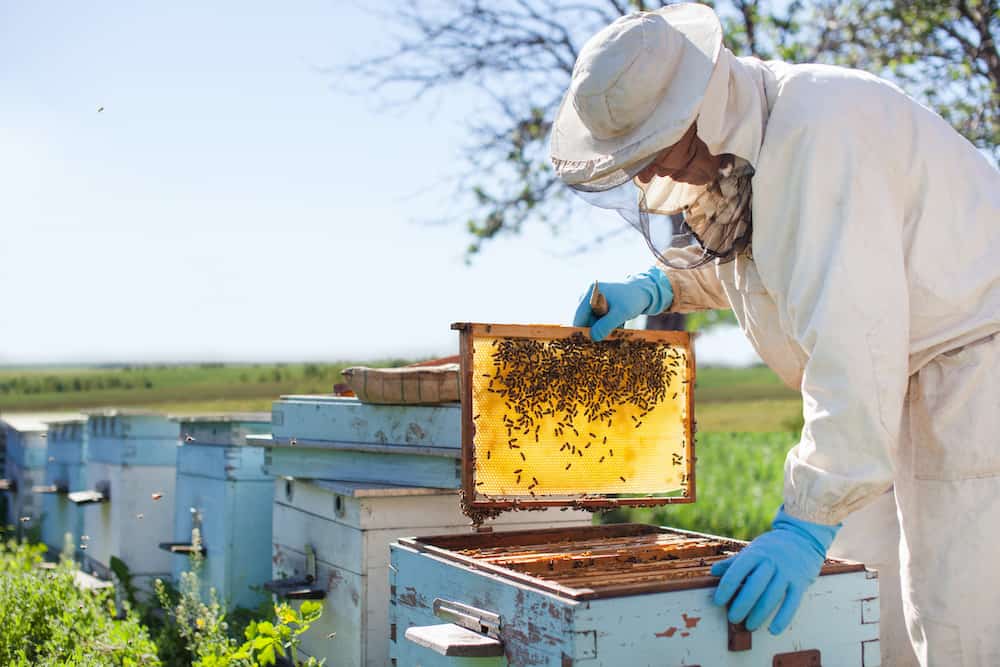 Honey mission