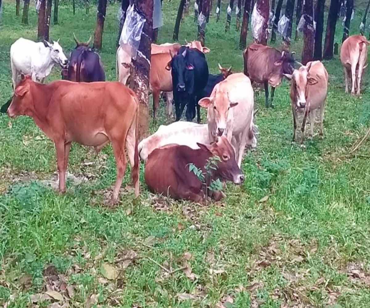 Local breed cow farm