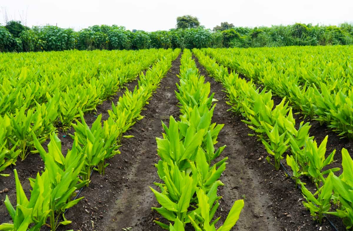 Organic Farming